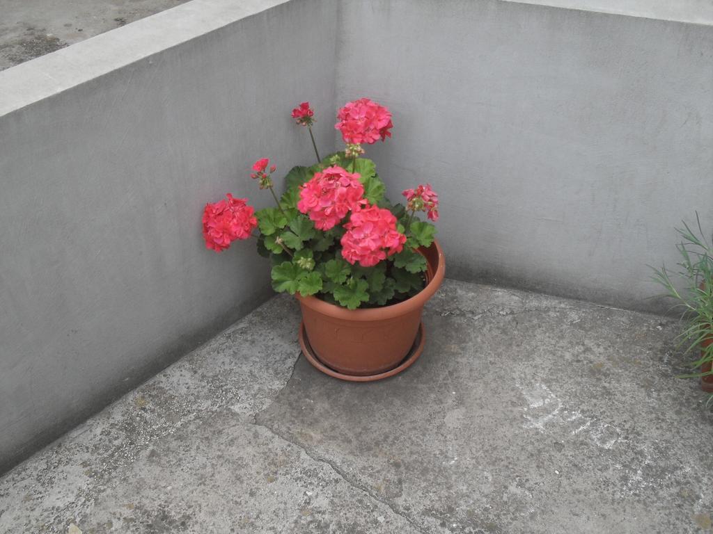 Apartment Maja Zára Szoba fotó